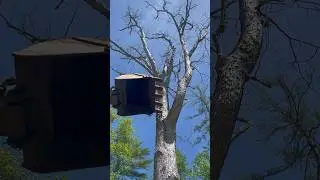 Handy old thing! #excavator #Deawoo ￼#treechopping