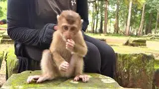 Breaking News! Meet the Adorable New Girl Monkey Abandoned in Temple Park! 🐒💔