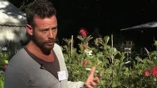 Les GRÉVILLÉAS, des FLEURS presque TOUTE l'ANNÉE - Conseils de plantation et de culture