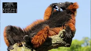 Red Ruffed Lemur: A Vibrant Tale of Madagascar's Enchanting Primate