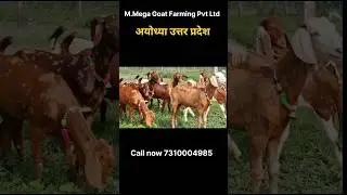 Sirohi kids ka new stock l how to start goat farming l #short #youtubeshort