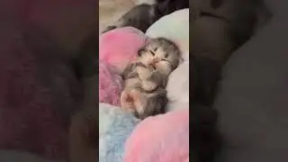 #cat #funny #cute #cutecat #catshorts #viralreels #video #viral #sleep #like #live #animals