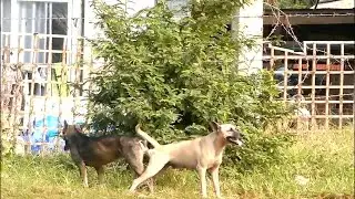 Dogs Mating - Lovely Dogs