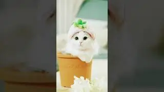 #котики #tiktok #2часть #2024 #тикток #животные