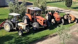 Stagione di raccolta olive 2025!!