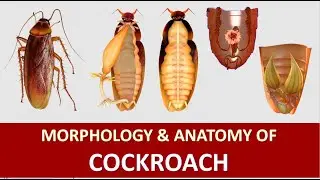 #NEET Cockroach || Part 2 || Mouth Part and Digestive System (Easy Way)