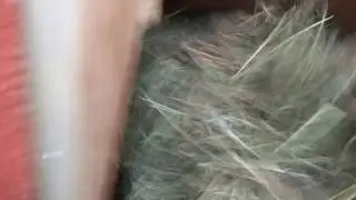 Hodowla Kr&oacute;lik&oacute;w -- Podawanie siana oraz wody dla Kr&oacute;lik&oacute;w [odc54]