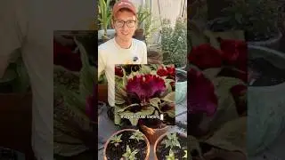 Planting cockscomb celosia for fall blooms