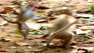 TERRIFIED Baby Monkey Cries For Help After Vicious Attack!
