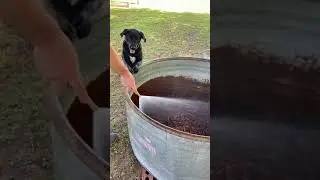 The Dog was excited to eat her Food 🤣 #shorts