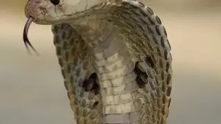 Snake Legend : SnakeBytesTV