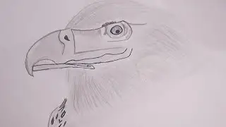 how to draw an eagle head