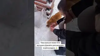 4441111055193803 на корм для безпритульних