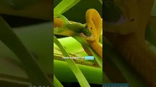 How horses save humans from snakebites| Horse Antivenom