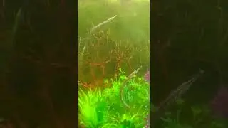 Graceful pipefish feeding dance!