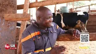 Yiga engeri y'okulunda ente omanye ne zaabu azirimu. #Ennimirozaabu