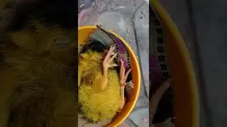 #ASRM #satisfying #2022 #bestplayer #best #video #interest #gaming #bird #garenafreefire