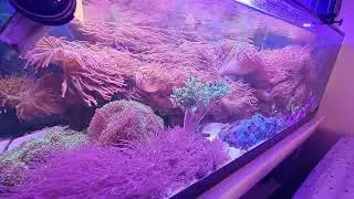 Simple Reef Aquarium 5 Years Coral Growth #Aquarium 