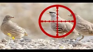 See See and Chukar Partridge Hunt with PCP Air Gun