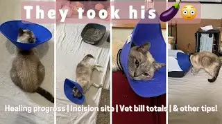 Dipper's Perineal Urethrostomy Recovery | PU Surgery Success Story!