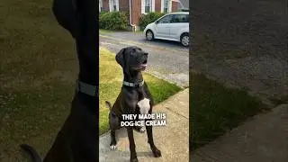 This dog loves ice cream trucks ❤️