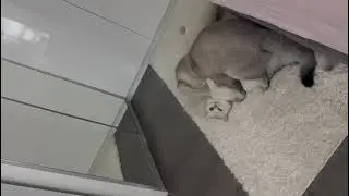 cats mating , but different way 😀