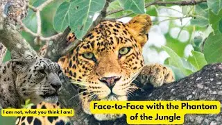 One of the Best National Park for Leopard Sighting in India| Bandipur National Park