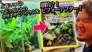 【放置水槽?!】雑草まみれのヤドクガエルのビバリウム水槽を綺麗にする!!