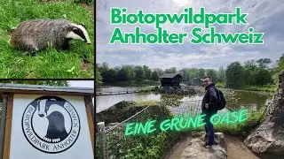 Dachsfütterung wird zum Show-Highlight im Wildpark Anholter Schweiz 2023 | Geht es noch idyllischer?