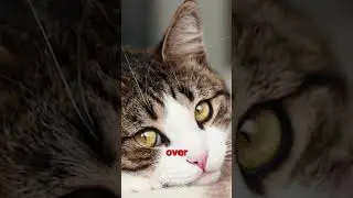Mental illness of cats (PART 2)- Can you understand it #cat #cuteanimals #health