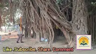 Jagriti Yatra/300 year old /Ancient tree  treasure house#JagritiYatra #viralreels 
