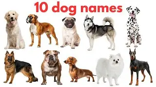 Dog Names for Kids (Hindi + English) | Types of Dogs | Learning Video