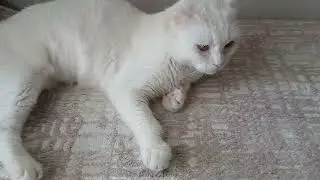 KEDİMİN EVE ALIŞMA SÜRECİ ✅️