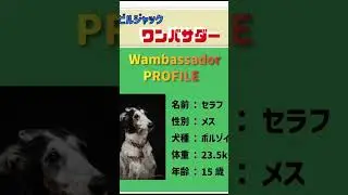 ビルジャックワンバサダーに選ばれました！#ボルゾイ #ボルゾイセラフ #ビルジャック#ワンバサダー