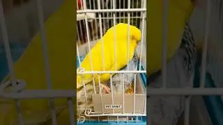 Bird😴❤️#budgies #parrot #birds #lovebirds #cute #pets #funny #trending #viral #ytshorts #yt #shorts