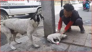 Top Intelligent But Pitiful Dogs 😍🐶 Smart Dog #62