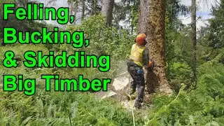 Felling, Bucking, & Skidding Big Timber, West Coast Style