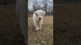 Adorable baby cows (calves) 🐮😍#shorts #animals #wildlife #pets #cute #cat #dog #cuteanimals