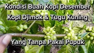 Update Tani: Kondisi Buah Kopi Di Bulan Desember