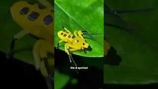 Rarest Spider in Thailand Unlocked - Day 3 🇹🇭