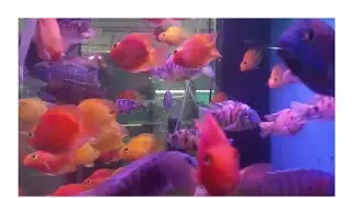 Chemmachal Hitech Aquarium Shop             കോഴിക്കോട്