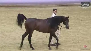 N 301 BAHI AL JAHAM   28th Qatar National AHS 2025   Stallions 4 6 Years Old Class 12