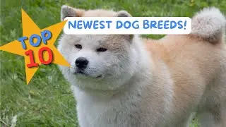 Meet the Top 10 Newest Dog Breeds of 2024! 🐕✨ | AKC & FCI Recognitions