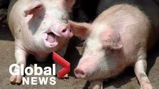 New flu strain in pigs is not an immediate threat to people