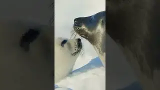Female harp seal and her pup &ldquo;kiss&rdquo; on an ice | #wildlife #animals #harpseal #polar #ice