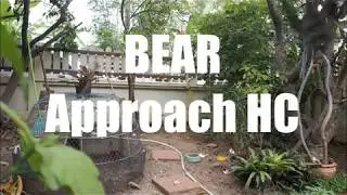 BEAR Approach HC