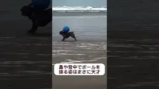 【神業】この犬、バランス感覚が天才すぎるんだが&hellip;⚽️🐶  #あるある #ゴーアラウンド