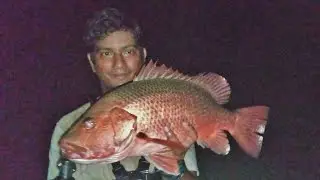 Night Jack on a Halco Roosta Popper 135
