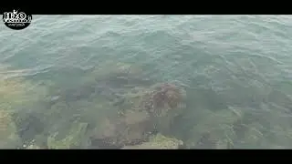 DERMAGA SLUKE REMBANG || SPOT MANCING SEJUTA UMAT