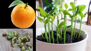 How to Grow an Orange Tree From Seed,, Orange Seed Germination